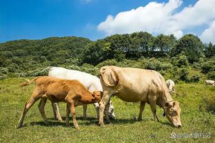 挑位独行侠名宿共事？莱夫利：诺维茨基 或者钱德勒